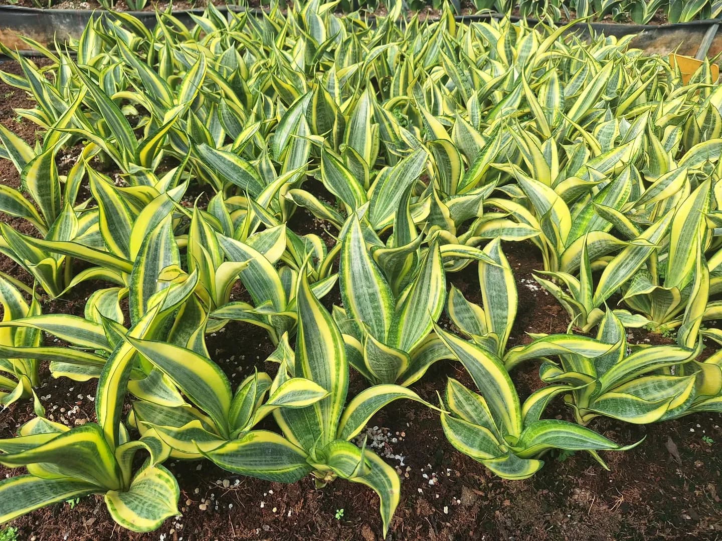 SANSEVIERIA