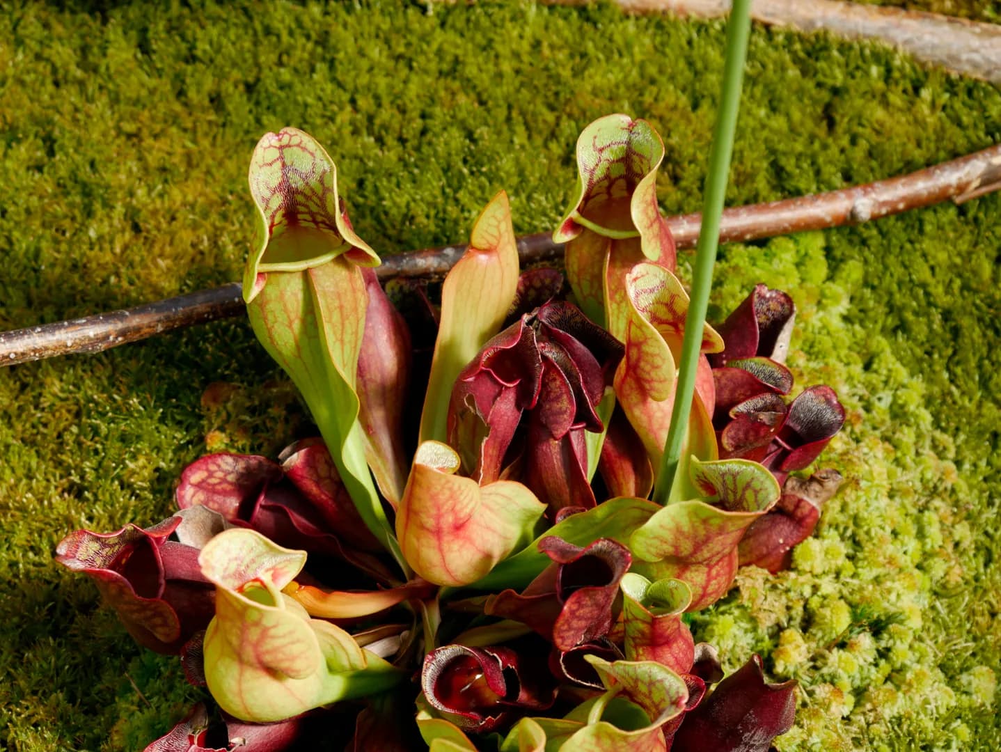 SARRACENIA