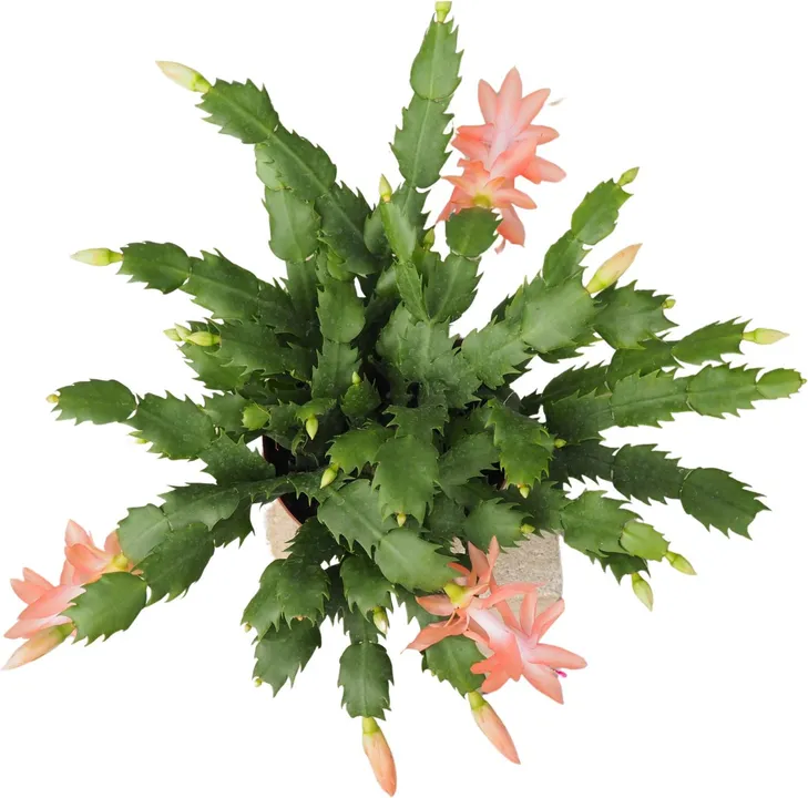 SCHLUMBERGERA