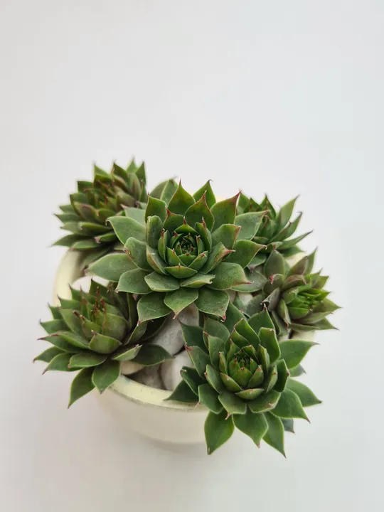 SEMPERVIVUM