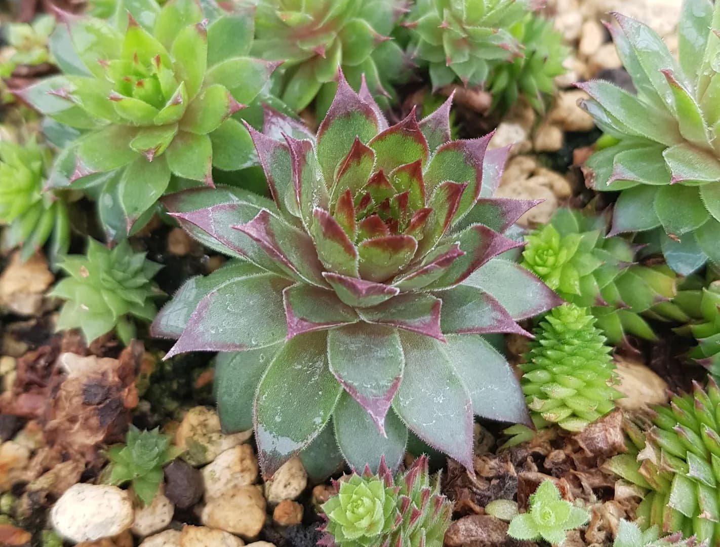 SEMPERVIVUM