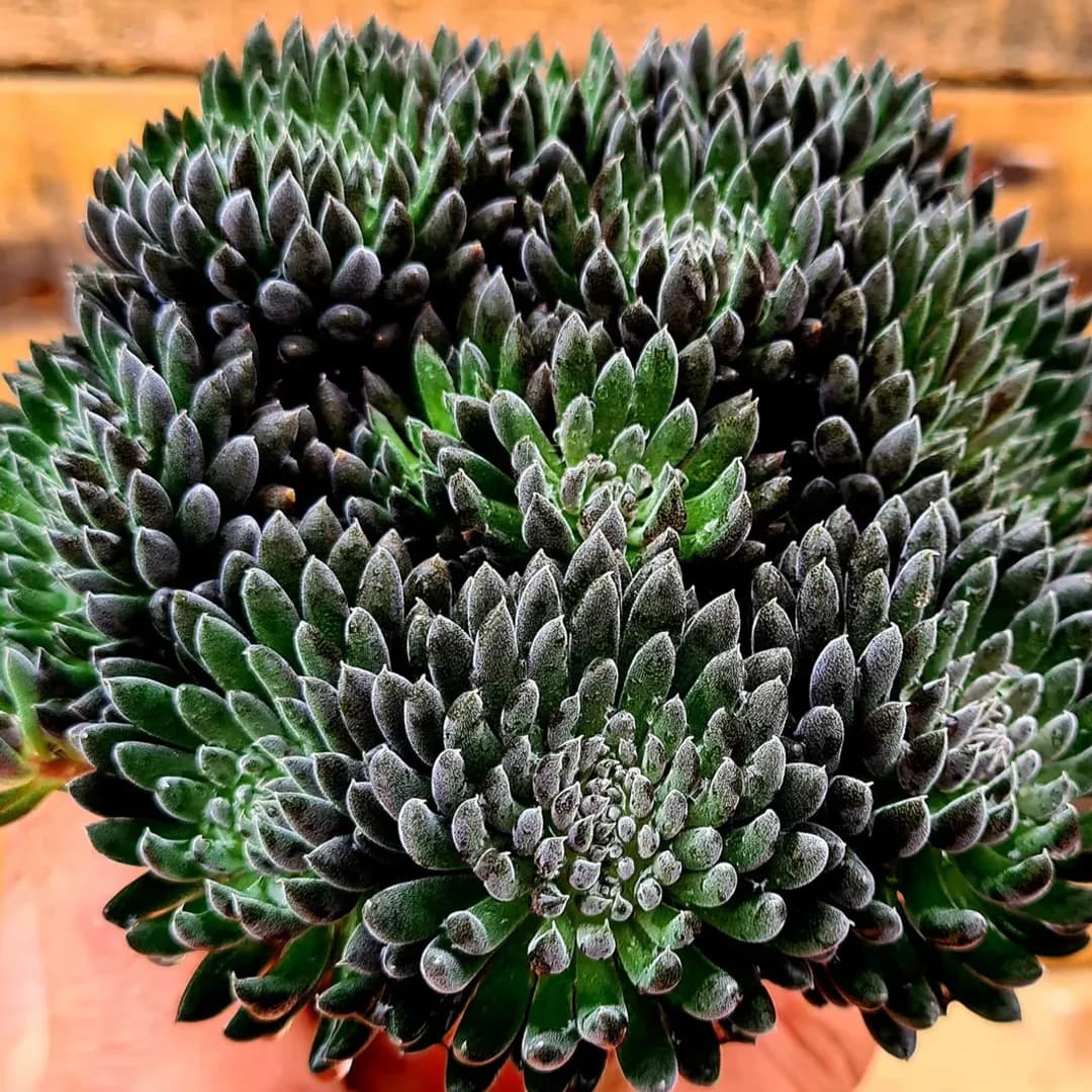 SINOCRASSULA