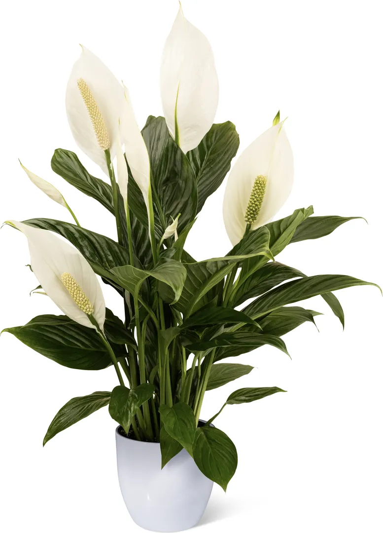 SPATHIPHYLLUM