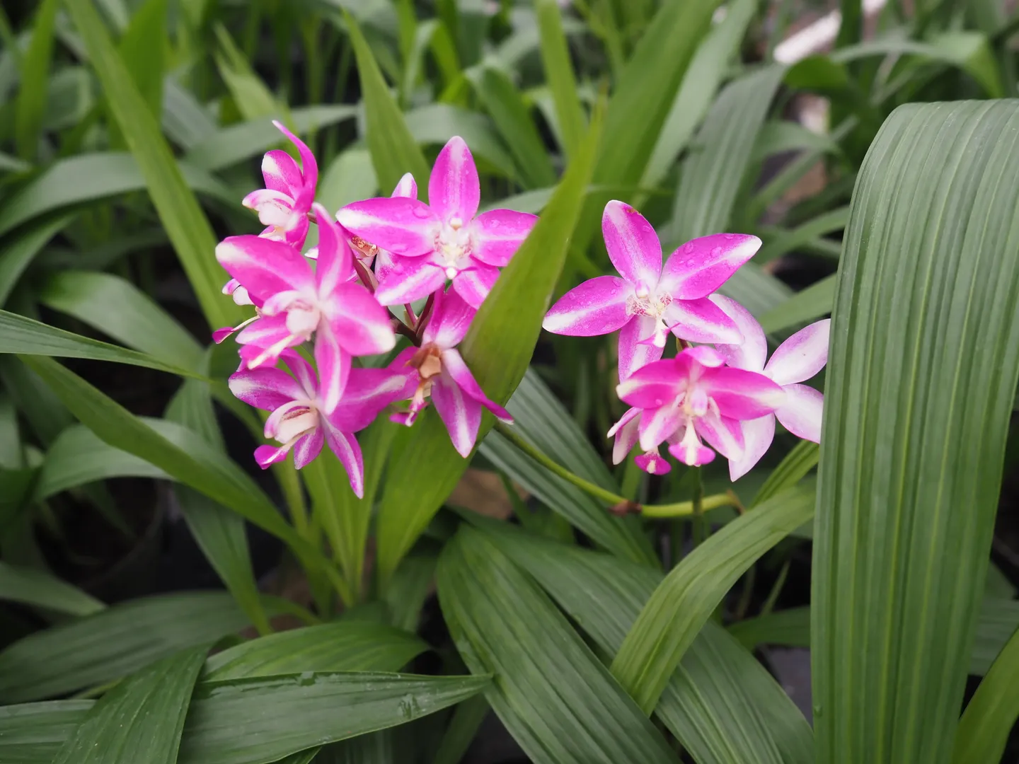 SPATHOGLOTTIS