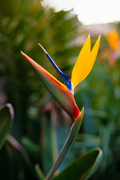 STRELITZIA