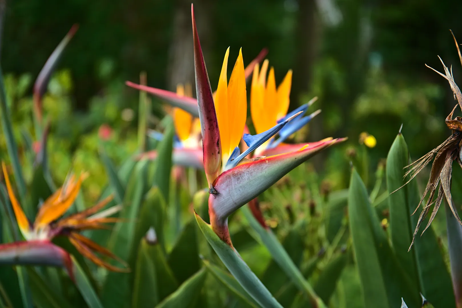 STRELITZIA