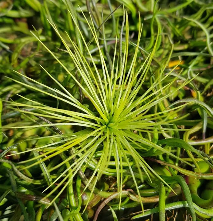TILLANDSIA