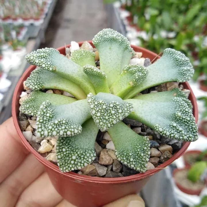 TITANOPSIS