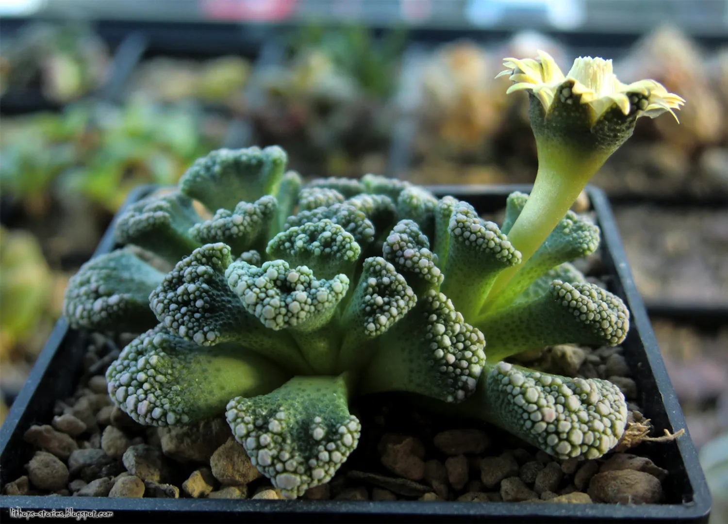 TITANOPSIS