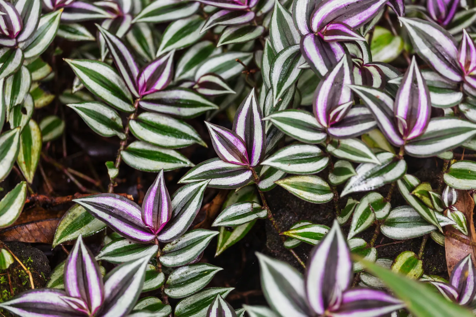 TRADESCANTIA