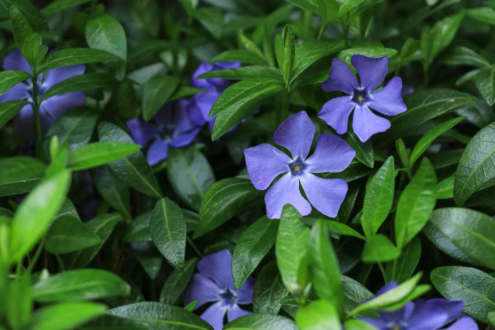 VINCA