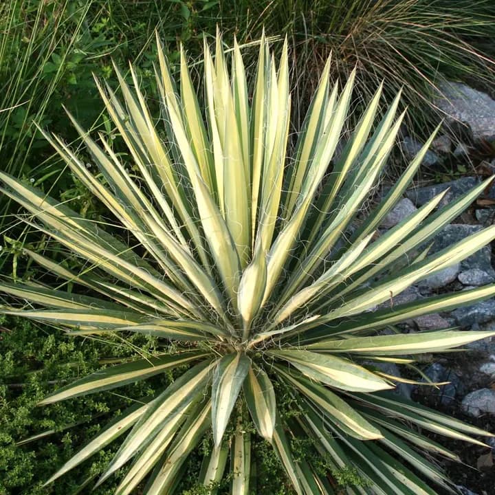 YUCCA