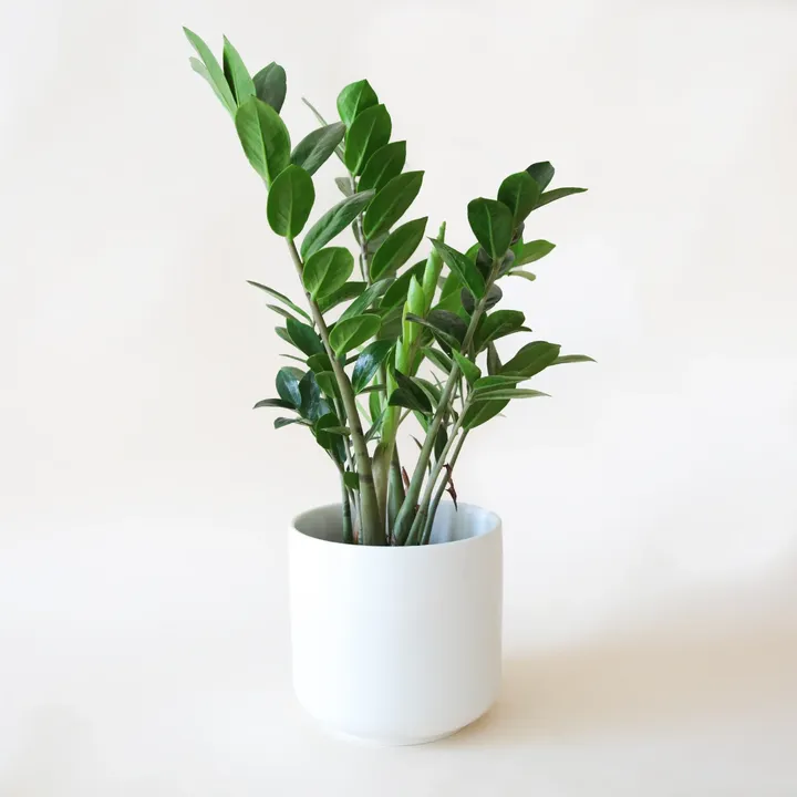 ZAMIOCULCAS