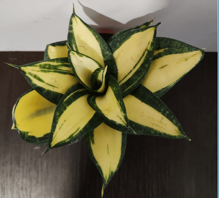 SANSEVIERIA CITRINE STAR