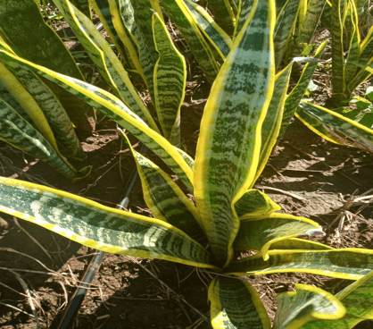 SANSEVIERIA LAURENTII