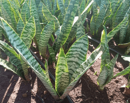 SANSEVIERIA ZEYLANICA