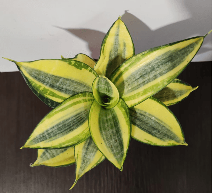 SANSEVIERIA SUNNY STAR PP34368