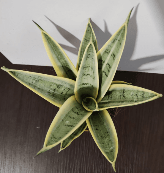 SANSEVIERIA MARBLE STAR PP34370