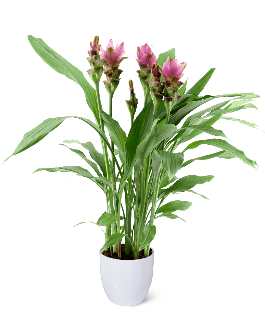 CURCUMA SIAM™ PINK SHADOW PPAF