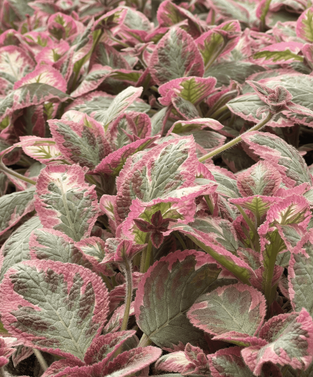 EPISCIA PINK BROCADE