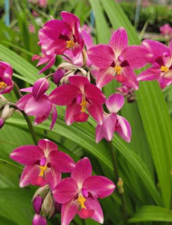 SPATHOGLOTTIS FRUIT PUNCH