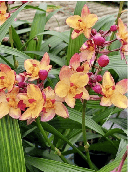 SPATHOGLOTTIS FANCY