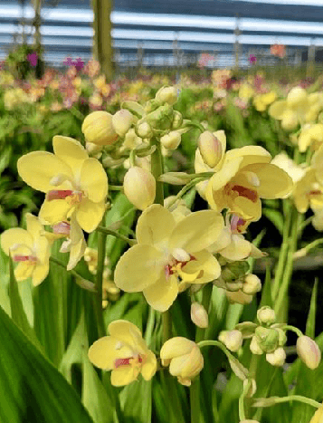 SPATHOGLOTTIS BUTTERCREAM