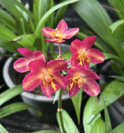 SPATHOGLOTTIS RUBY SLIPPERS