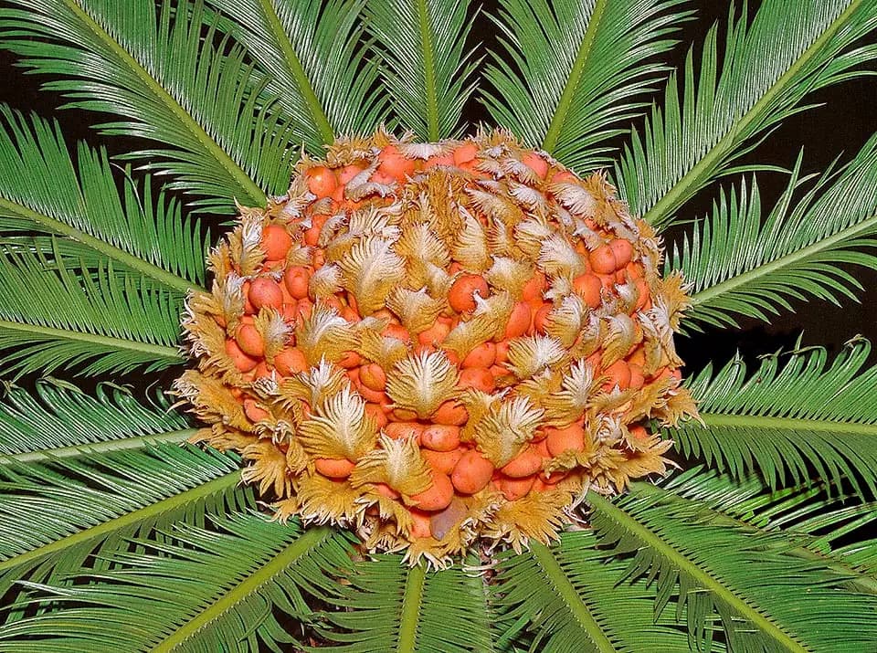 CYCAS REVOLUTA