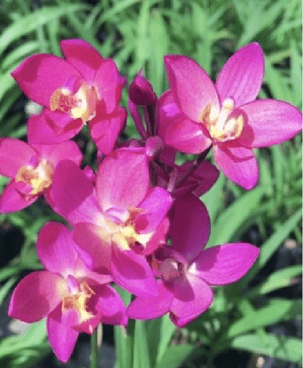 SPATHOGLOTTIS LITTLE PURPLE