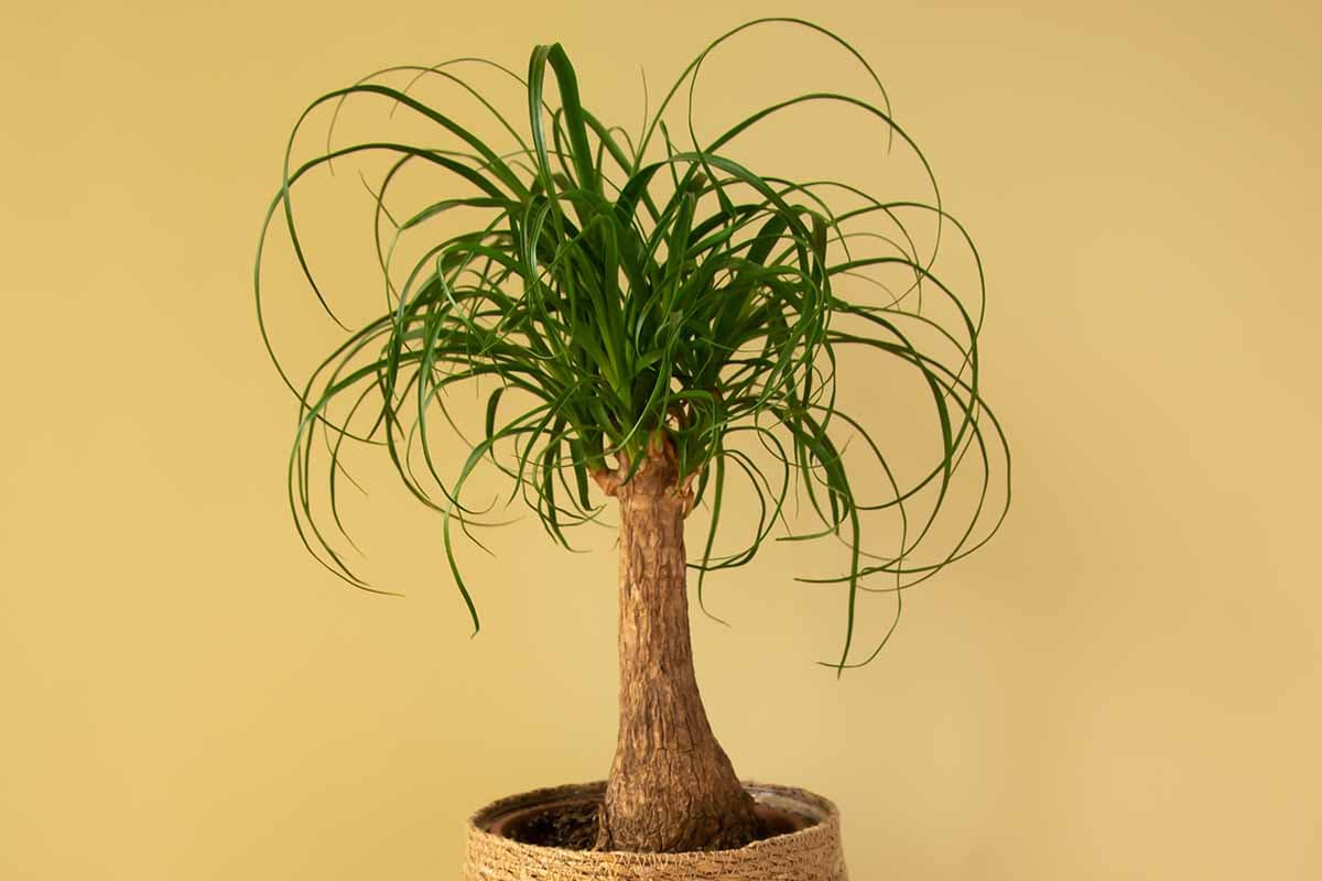 BEAUCARNEA