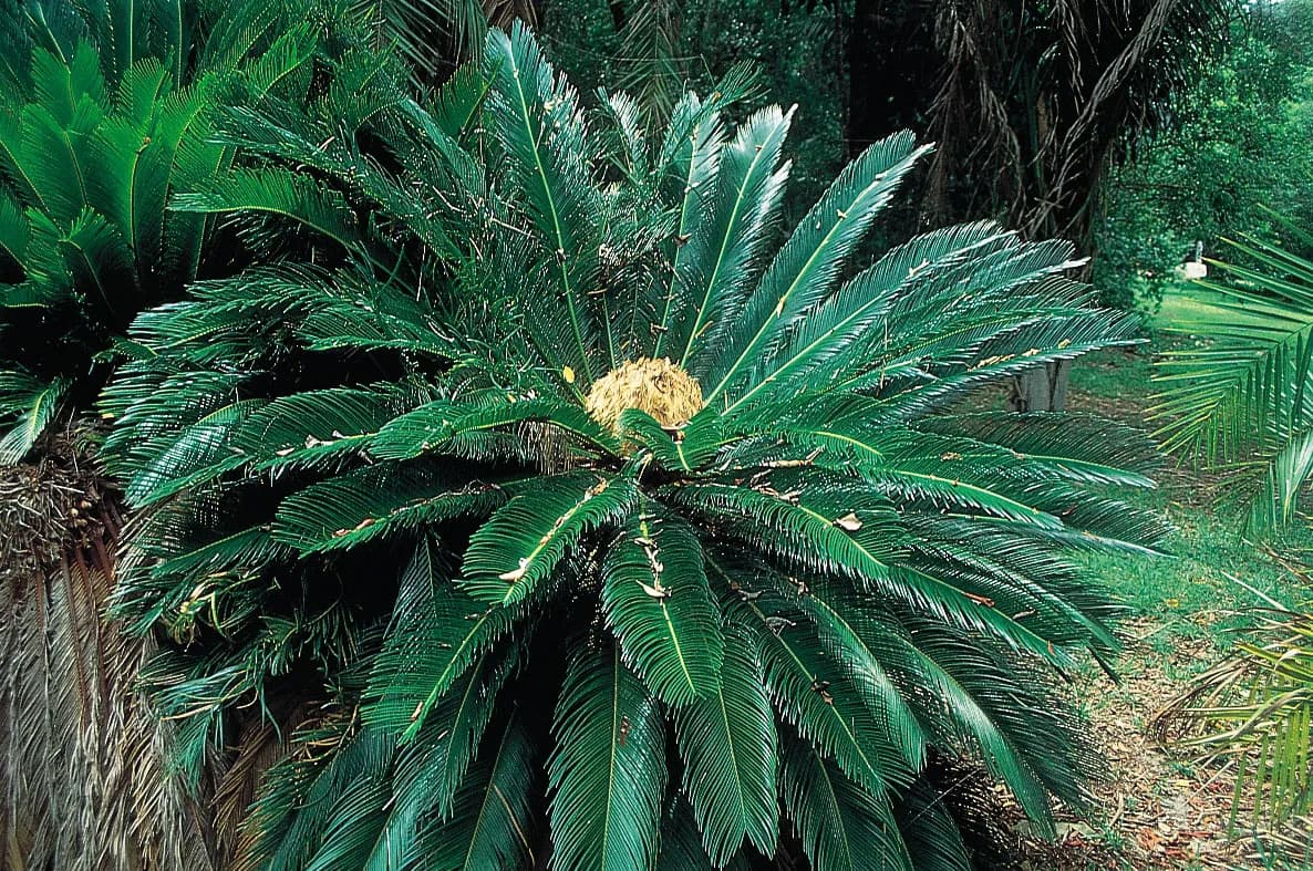 CYCAD