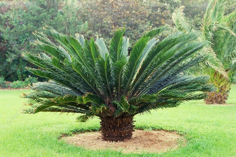CYCAS REVOLUTA