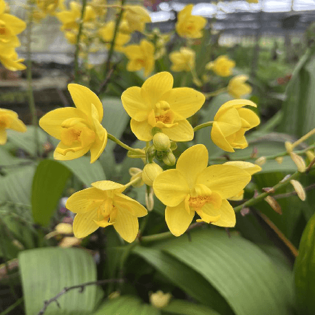 SPATHOGLOTTIS YELLOW SUN