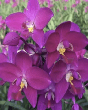 SPATHOGLOTTIS ROYAL PURPLE