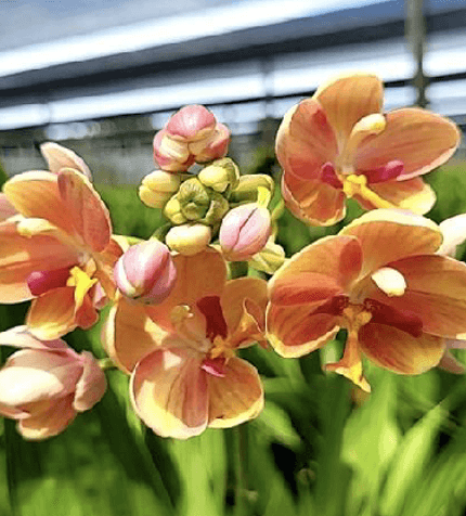 SPATHOGLOTTIS YELLOW BLUSH