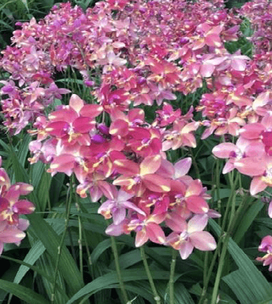 SPATHOGLOTTIS PINK SPARKLE