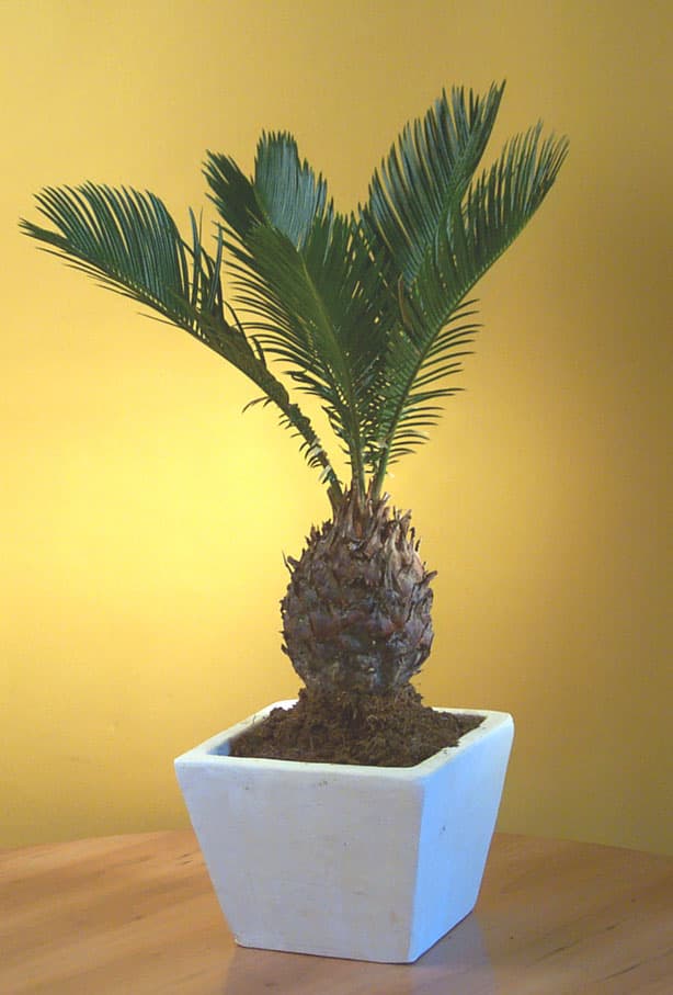 CYCAS REVOLUTA