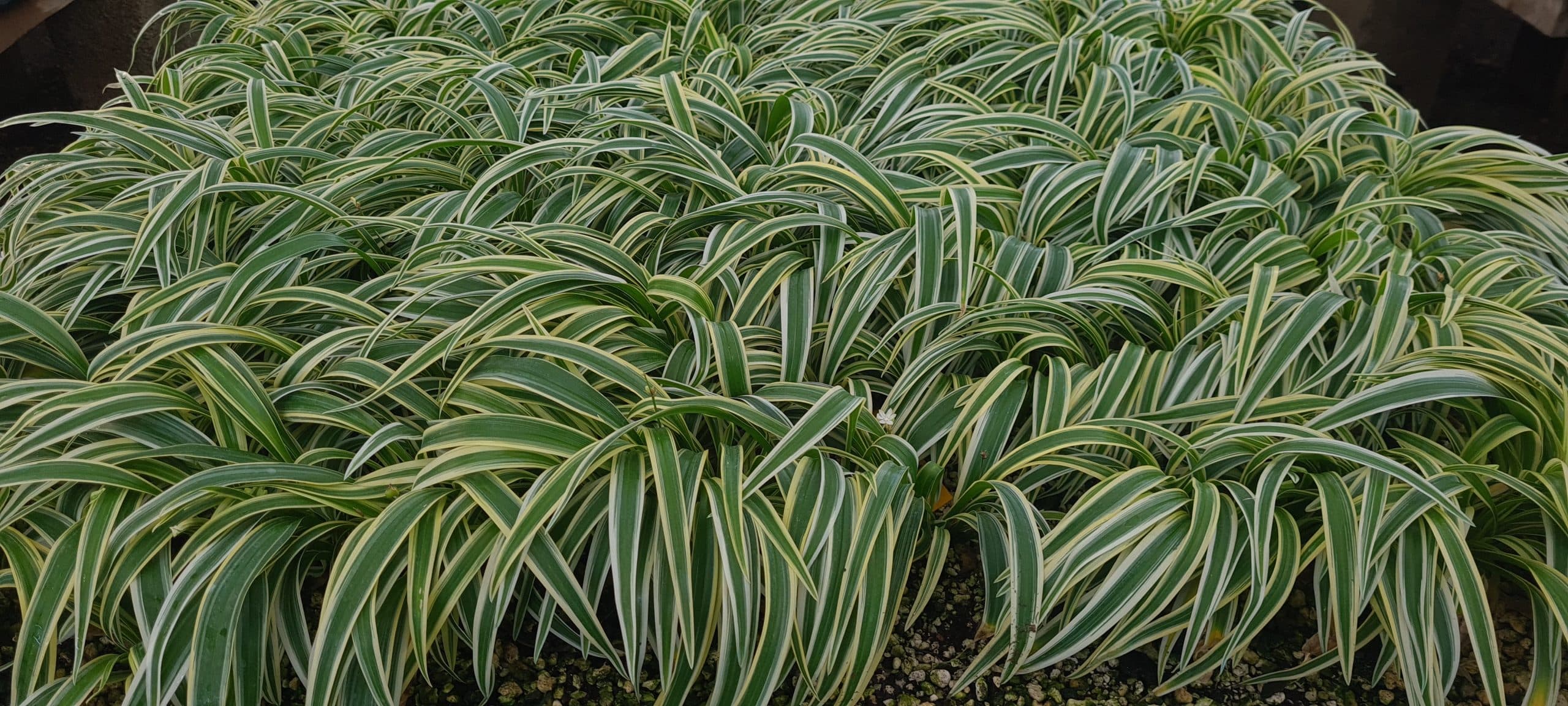 CHLOROPHYTUM LAXUM ZEBRINA CLUMPS