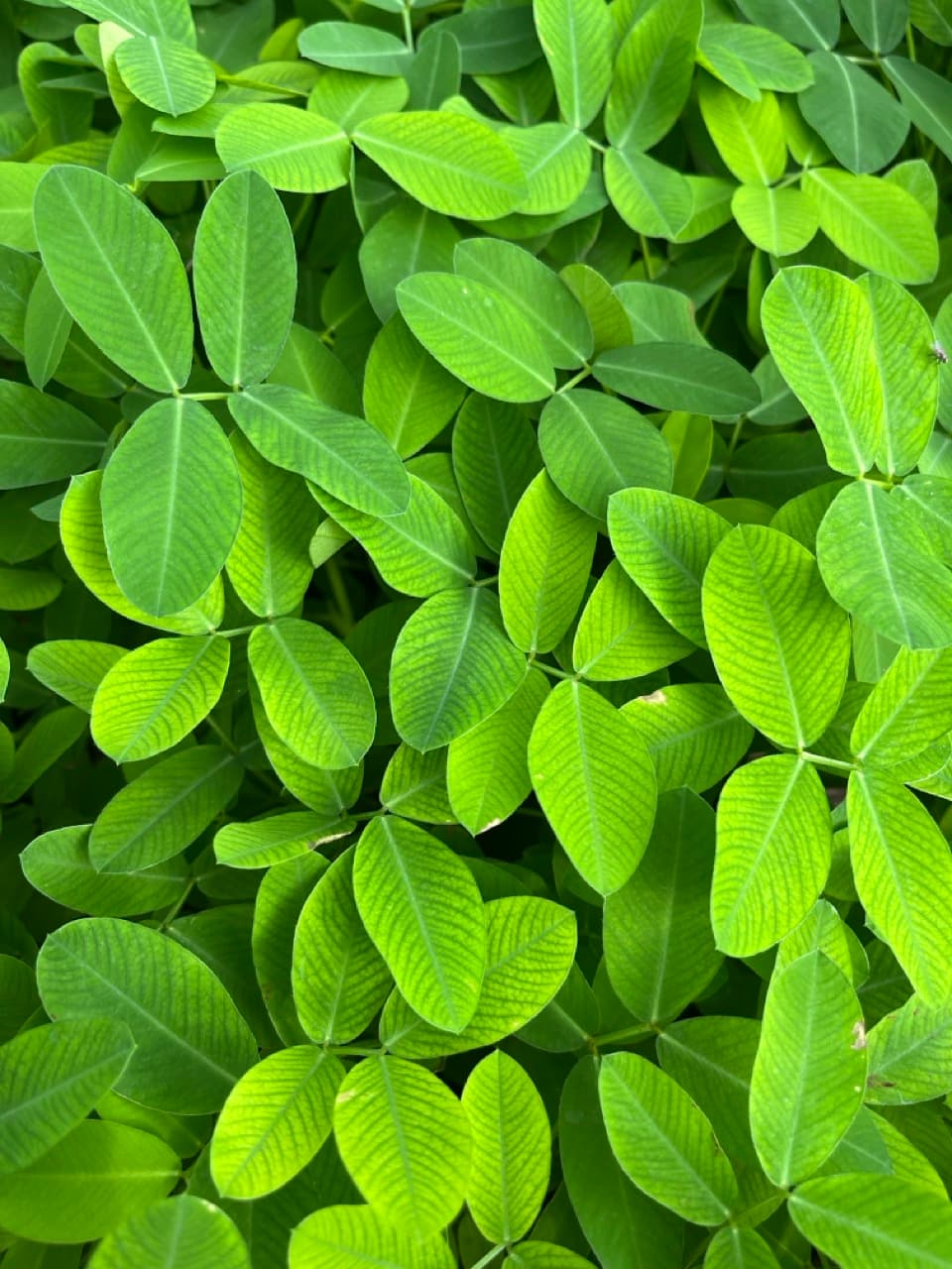 ARACHIS