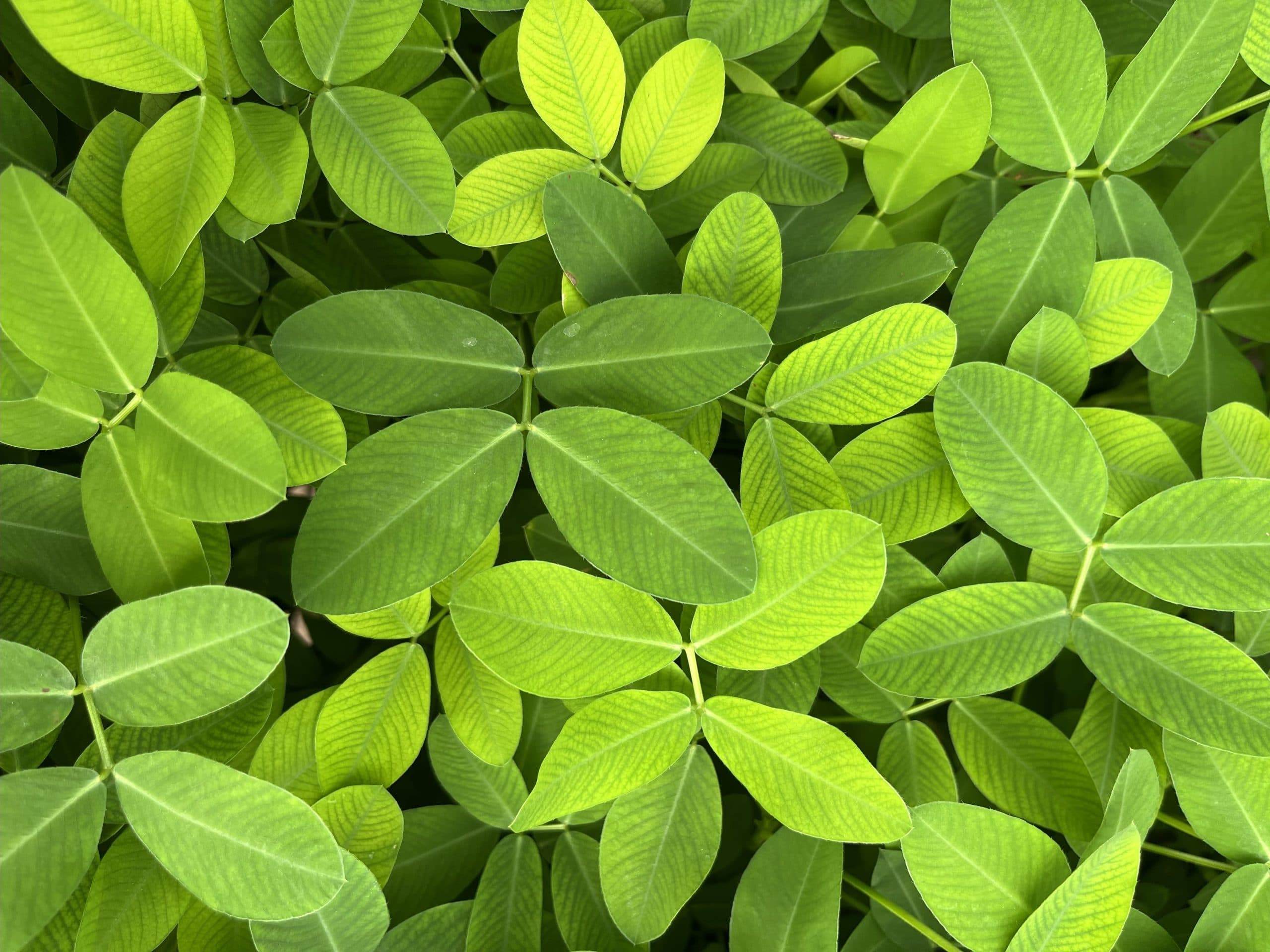 ARACHIS GLABRATA GOLDEN ORN. PEANUT
