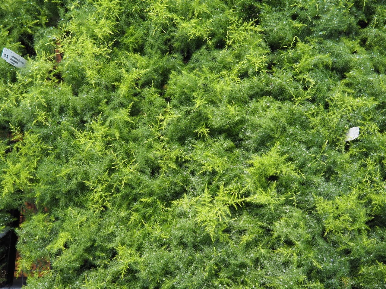ASPARAGUS PLUMOSA FERN MULTI SEED