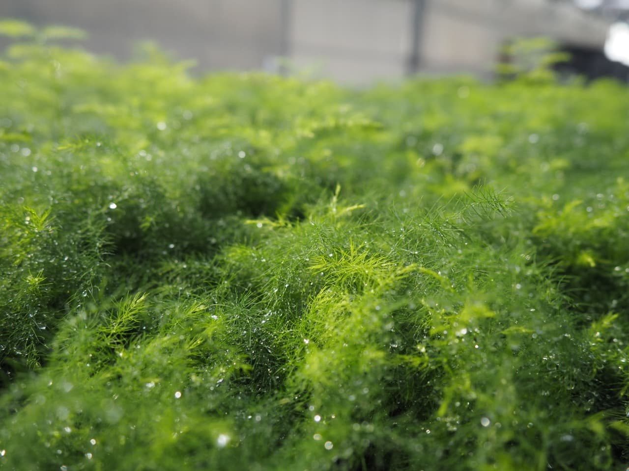 ASPARAGUS PLUMOSA SETACEUS FERN