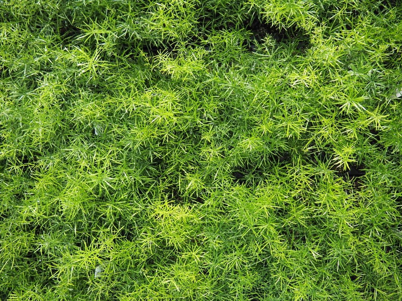 ASPARAGUS SPRENGERI FERN MULTI SEED