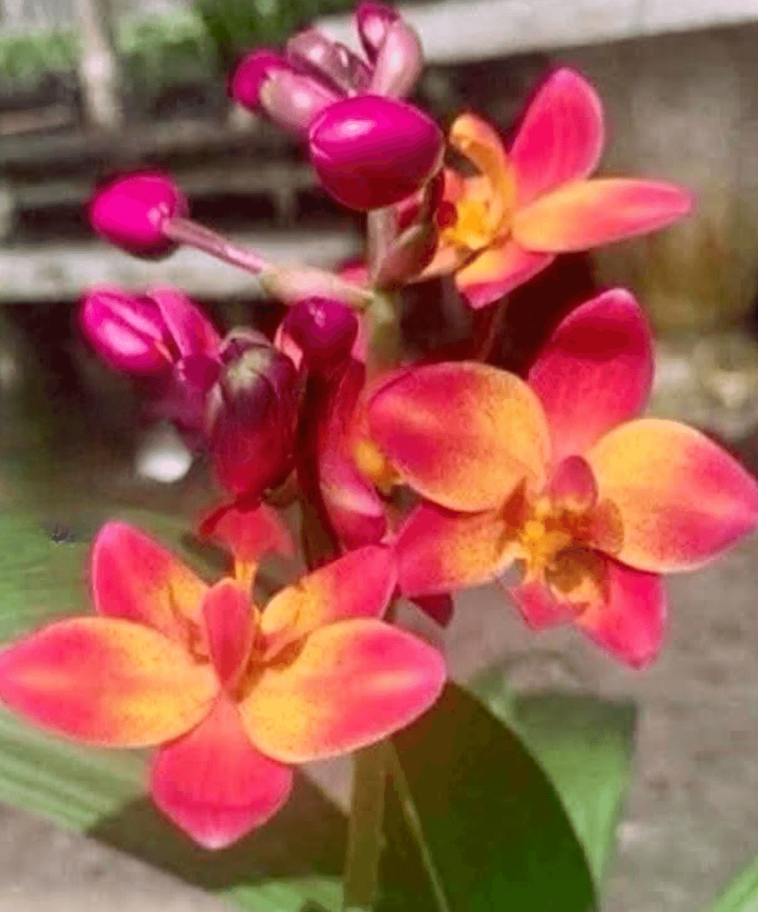 SPATHOGLOTTIS BIG RED
