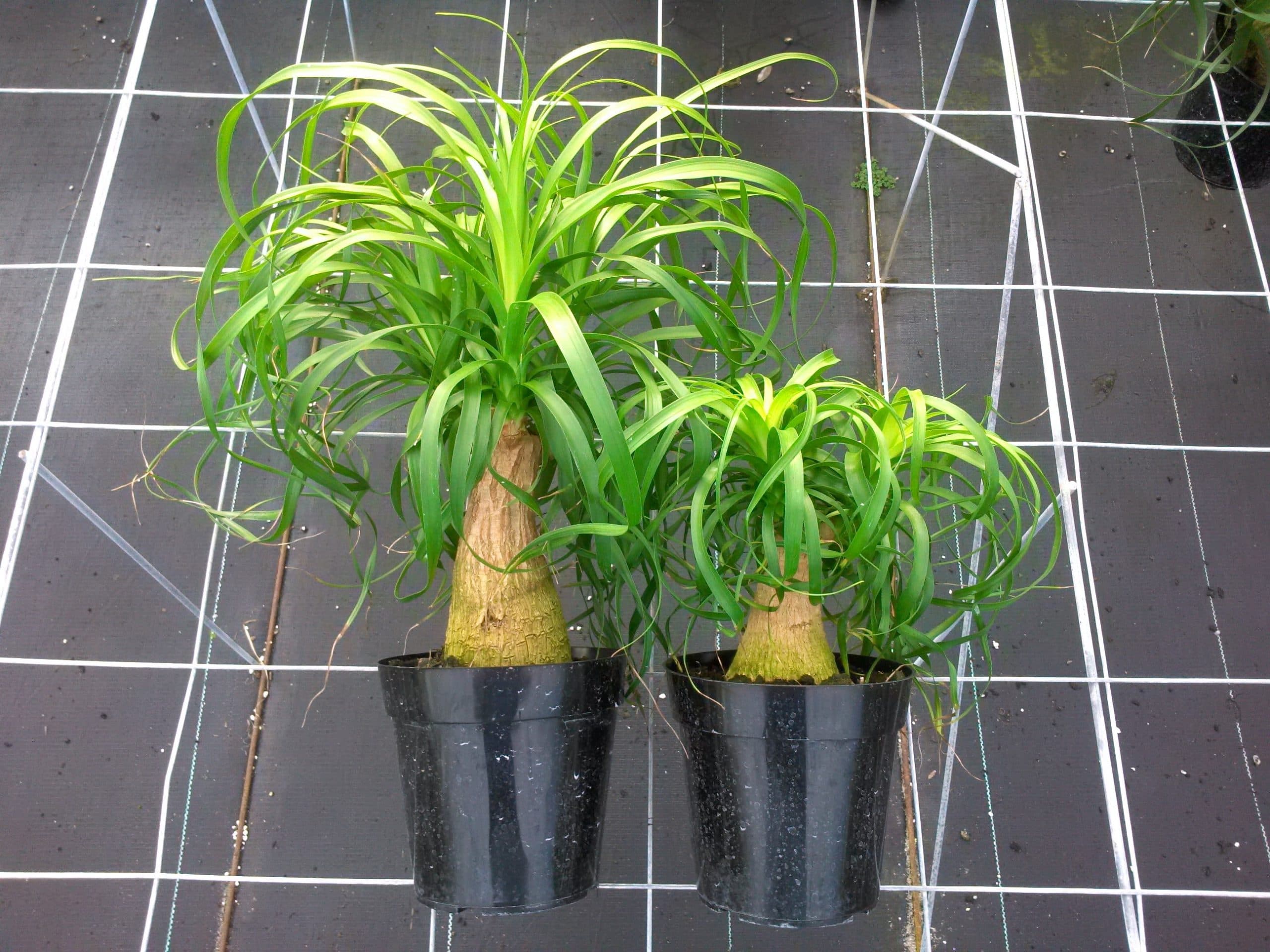 BEAUCARNEA REVOLUTA PONYTAIL PALM MULTISEED
