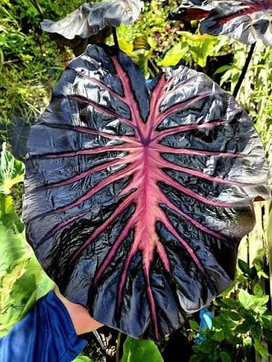 COLOCASIA