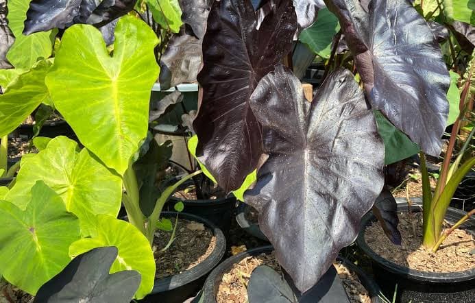 COLOCASIA