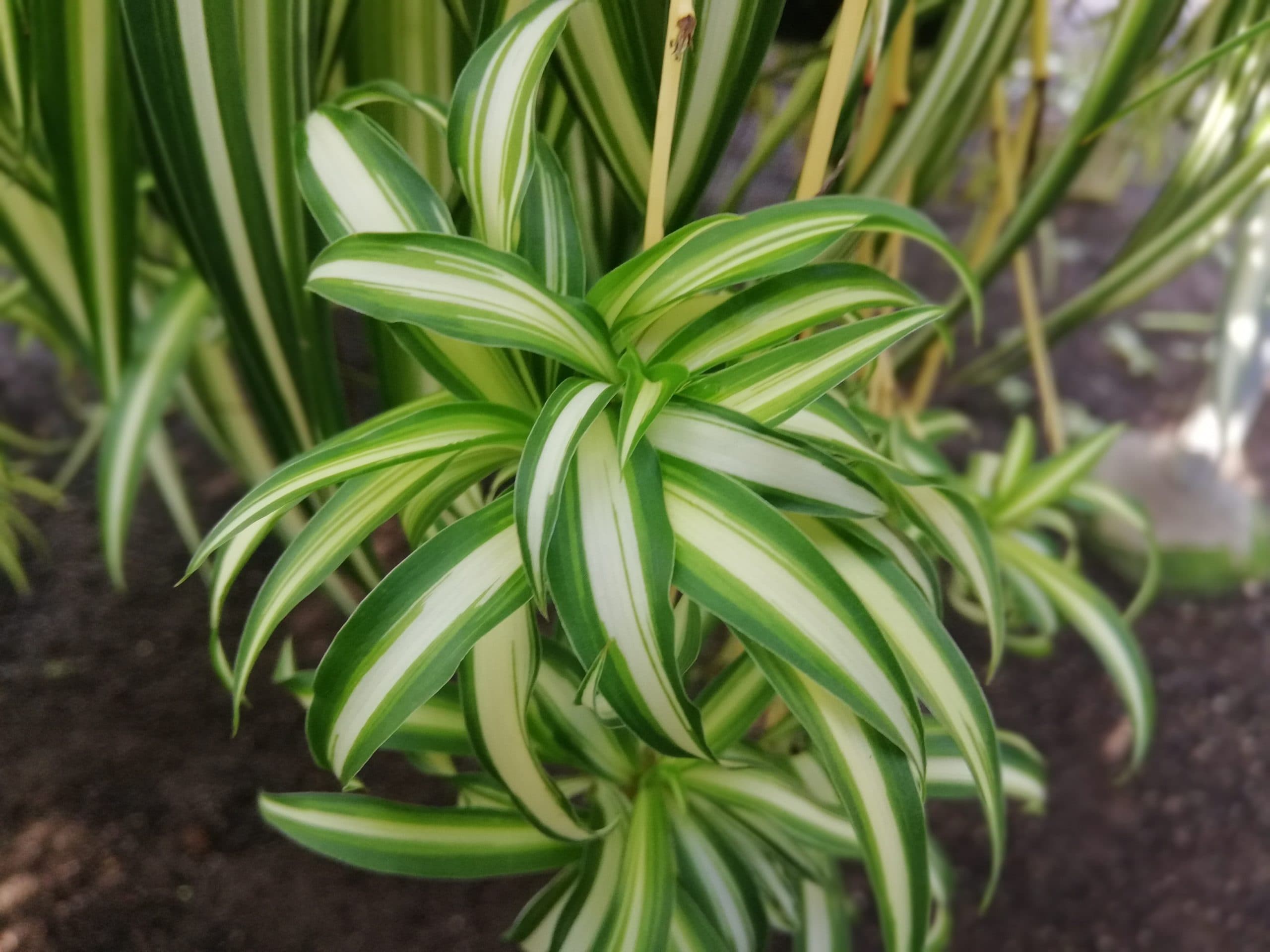 CHLOROPHYTUM VARIEGATED