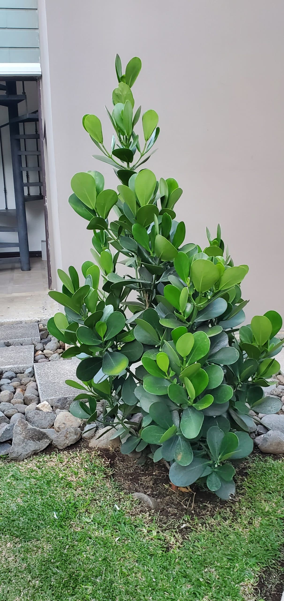CLUSIA FLUMINENSIS